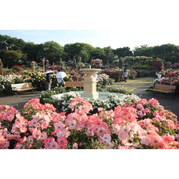 Lais Puzzle - Keisei Rosengarten, Chiba, Japan - 2.000 Teile