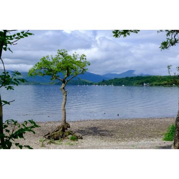 Lais Puzzle - Milarrochy Bay Loch Lomond West Dunbartonshire Argyll und Bute Stirling Schottland - 2.000 Teile