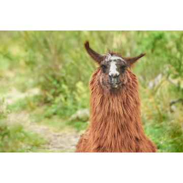 Lais Puzzle - Blick auf ein Lama in Merlo, in der Provinz San Luis, Argentinien - 2.000 Teile