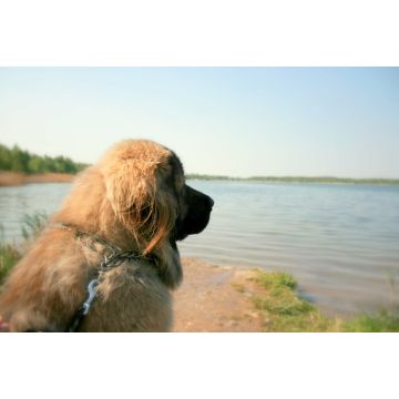Lais Puzzle - Kaukasischer Schäferhund - 2.000 Teile