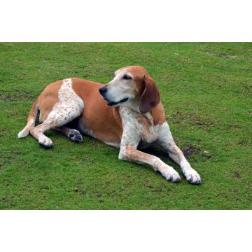 Lais Puzzle - English Coonhound - 2.000 Teile