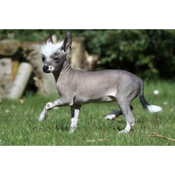 Lais Puzzle - Chinesischer Schopfhund haarlos - 2.000 Teile