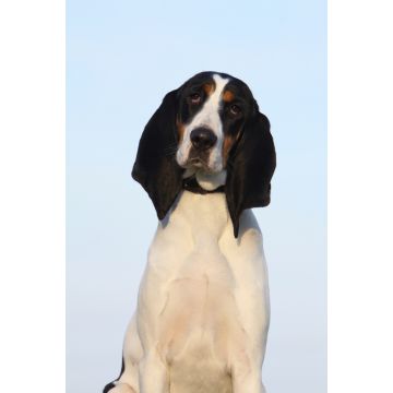Lais Puzzle - Berner Laufhund - 2.000 Teile