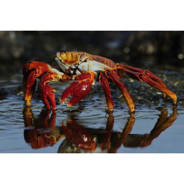 Lais Puzzle - Sally Lightfoot Krabbe im Wasser, Ecuador - 2.000 Teile