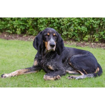 Lais Puzzle - Luzerner Laufhund - 2.000 Teile