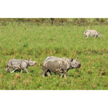 Lais Puzzle - Ein gehörntes Nashorn auf der Wiese des Pobitora Wildlife Sanctuary, Indien - 2.000 Teile