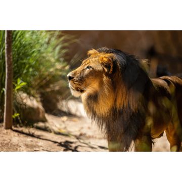 Lais Puzzle - Löwe im Zoo Adelaide, Australien - 2.000 Teile