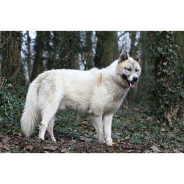 Lais Puzzle - Grönlandhund - 2.000 Teile