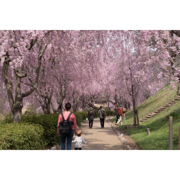 Lais Puzzle - Volle Blüte der Shidare-Sakura in Ibaraki, Japan - 2.000 Teile