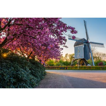 Lais Puzzle - Windmühle aus dem 17. Jahrhundert, genannt 'De Akkermolen' im holländischen Dorf Zundert, mit einem schönen blühenden Baum im Frühling - 2.000 Teile