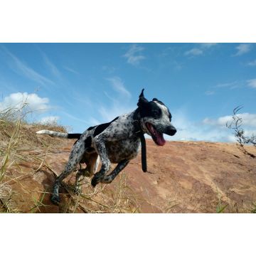 Lais Puzzle - Braque du Auvergne - 2.000 Teile
