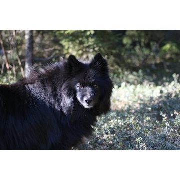 Lais Puzzle - Schwedischer Lapphund - 2.000 Teile