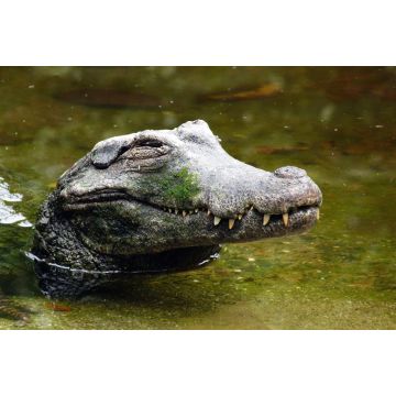 Lais Puzzle - Cocodrile im Wasser im Tierpark Pereira, Risaralda, Kolumbien - 2.000 Teile