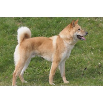 Lais Puzzle - Korea Jindo Dog - 2.000 Teile