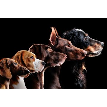 Lais Puzzle - Hunde - 2.000 Teile