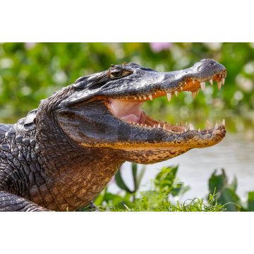 Lais Puzzle - Nahaufnahme eines Schwarzen Kaimans im Profil mit offenem Maul vor unscharfem Hintergrund am Wasserrand, Pantanal Feuchtgebiete, Mato Grosso, Brasilien - 2.000 Teile