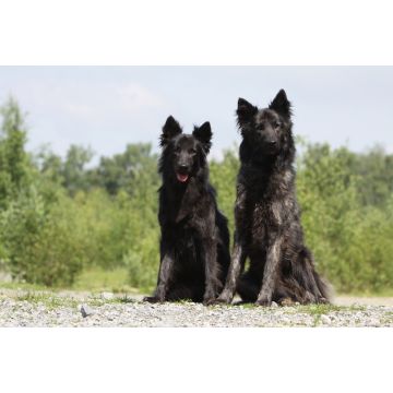 Lais Puzzle - Hollandse Herdershond - 2.000 Teile
