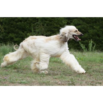 Lais Puzzle - Afghanischer Windhund - 2.000 Teile