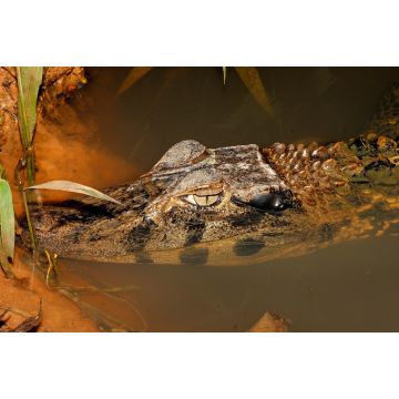 Lais Puzzle - Schwarzer Kaiman, Ecuador - 2.000 Teile