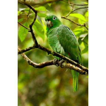 Lais Puzzle - Grüner Amazonas-Papagei, Ecuador - 2.000 Teile