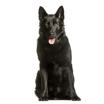 Lais Puzzle - Deutscher Schäferhund schwarz - 2.000 Teile