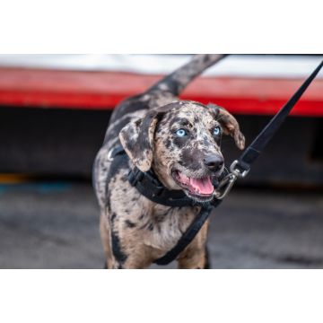 Lais Puzzle - Catahoula Leopard Dog - 2.000 Teile