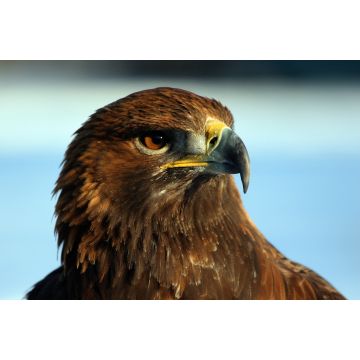 Lais Puzzle - Adler / Steinadler - 2.000 Teile