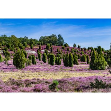 Lais Puzzle - Lüneburger Heide in Deutschland - 2.000 Teile