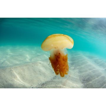 Lais Puzzle - Quallen im Wasser auf der Insel Campeche in Florianopolis, Brasilien - 2.000 Teile