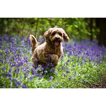Lais Puzzle - Cockerpoo - 2.000 Teile
