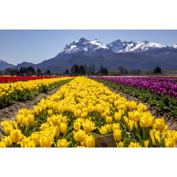 Lais Puzzle - Tulpenfeld in Trevelin, Chubut, Argentinien - 2.000 Teile
