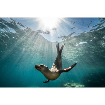 Lais Puzzle - Schöne Aufnahme eines kalifornischen Seelöwen Robbe genießt die Strahlen der Sonne in Baja California, Mexiko - 2.000 Teile