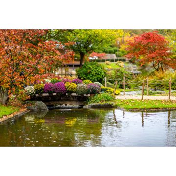 Lais Puzzle - Сhrysanthemum (auch bekannt als goldene Gänseblümchen) auf einer Brücke im Japanischen Garten von Hasselt, Belgien - 2.000 Teile