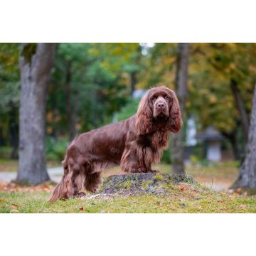 Lais Puzzle - Sussex Spaniel - 2.000 Teile
