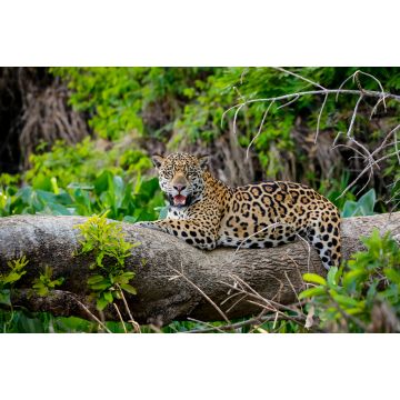 Lais Puzzle - Prächtiger Jaguar, der sich auf einem Baumstamm am Flussufer ausruht, Blick in die Kamera, Pantanal Wetlands, Mato Grosso, Brasilien - 2.000 Teile