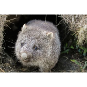 Lais Puzzle - Ein Wombat (Vombatus ursinus)-Baby (Joey), das aus seinem Bau im Grasland kommt - Cradle Mountain, Tasmanien Australien - 2.000 Teile