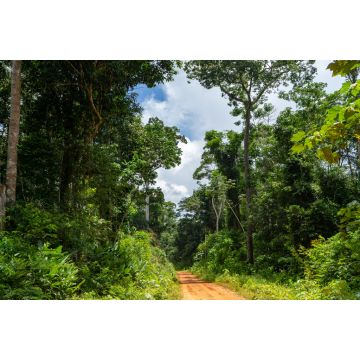Lais Puzzle - Chico-Mendes-Reservat in Xapuri, Acre, Brasilien - 2.000 Teile