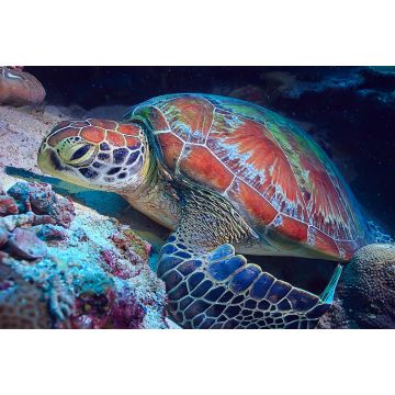 Lais Puzzle - Schildkröte / Wasserschildkröte - 2.000 Teile