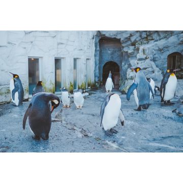 Lais Puzzle - Pinguin-Parade im Asahiyama Zoo, Japan - 2.000 Teile