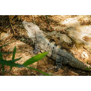 Lais Puzzle - Riesige Eidechse in mexikanischem heißen tropischen Klima - 2.000 Teile