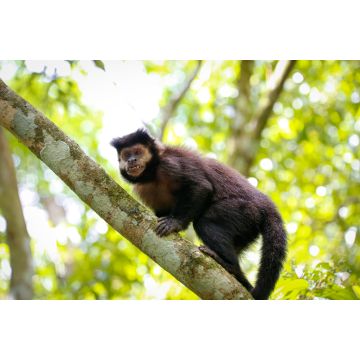 Lais Puzzle - Kapuzineraffe, der auf einen Baumstamm klettert, vor hellem Naturhintergrund, zur Kamera gewandt, Iguazu, Misiones, Argentinien - 2.000 Teile