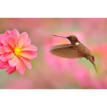 Lais Puzzle - Vogel mit rosa Blume. Kolibri Brown Inca, Coeligena wilsoni, fliegt neben schöner rosa Blüte, Kolumbien - 2.000 Teile
