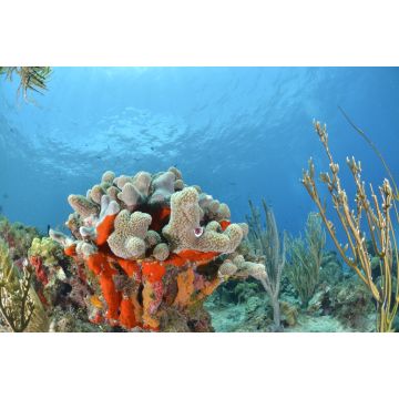 Lais Puzzle - Korallenriff in San Andres Kolumbien - 2.000 Teile