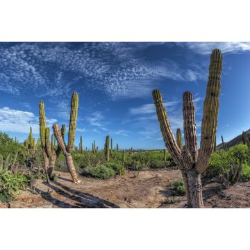 Lais Puzzle - Baja California Sur Riesenkaktus in der Wüste, Mexiko - 2.000 Teile