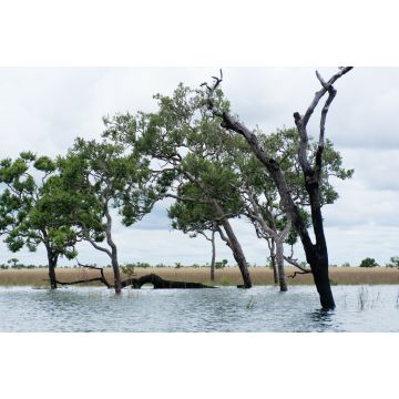 Lais Puzzle - Wasserspiegel im El Tuparro Park Kolumbien - 2.000 Teile