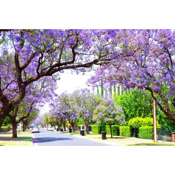 Lais Puzzle - Schöne lila Blume Jacaranda Baum gesäumten Straße in voller Blüte. Aufgenommen in Allinga Street, Glenside, Adelaide, South Australia - 2.000 Teile