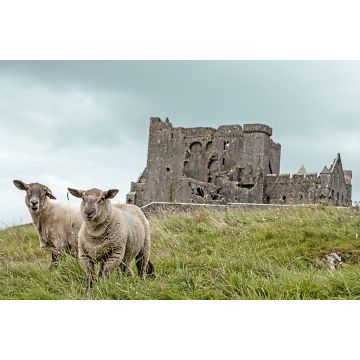 Lais Puzzle - Schafe mit dem Rock of Cashel im Hintergrund, in der Nähe von Cashel in Irland - 2.000 Teile
