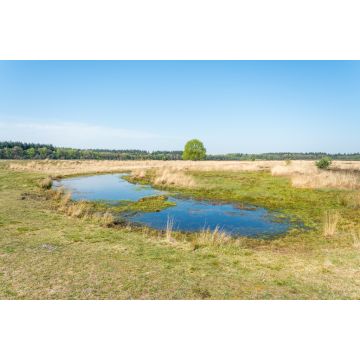 Lais Puzzle - Heide des Molenveld in Exloo, einem kleinen Naturschutzgebiet in Drenthe (Niederlande) - 2.000 Teile