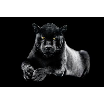 Lais Puzzle - Jaguar - 2.000 Teile