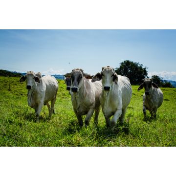 Lais Puzzle - Kaffee-Kulturlandschaft, Landwirtschaft und kolumbianisches Landleben, Kaffeeanbau und landwirtschaftliche Produkte in Chinchiná Caldas Kolumbien - 2.000 Teile
